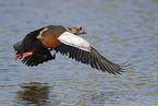 Egyptian goose