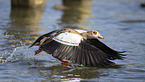 Egyptian goose