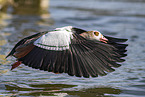 Egyptian goose