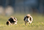 Egyptian goose chicks