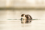 Egyptian goose chick