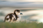 Egyptian goose chick