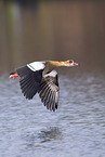 Egyptian goose