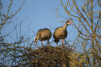 Egyptian geese