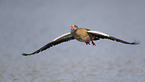 Egyptian goose