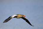 Egyptian goose