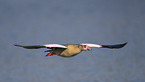 Egyptian goose