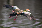 Egyptian goose