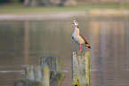 Egyptian goose