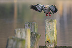 Egyptian goose