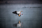 Egyptian goose