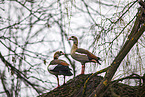 Egyptian geese