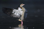 Egyptian goose