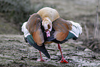 Egyptian goose