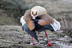 Egyptian goose