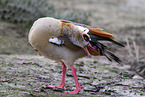 Egyptian goose