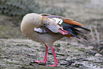 Egyptian goose