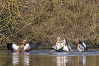 Egyptian geese