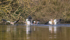 Egyptian geese