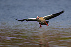 Egyptian goose