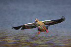 Egyptian goose