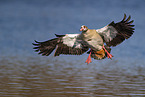 Egyptian goose