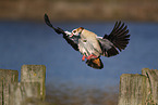 Egyptian goose