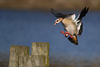 Egyptian goose