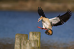 Egyptian goose