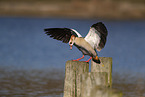 Egyptian goose