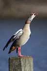 Egyptian goose