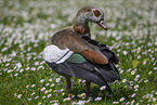 Egyptian goose