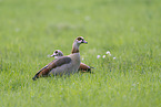Egyptian goose