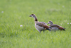 Egyptian goose