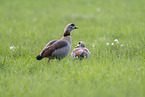 Egyptian goose
