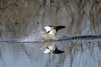 Egyptian goose