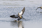 Egyptian goose