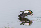 Egyptian goose