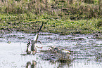 Egyptian goose