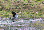 Egyptian goose