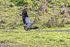 Egyptian goose