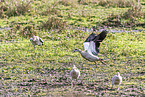 Egyptian goose