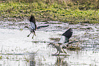 Egyptian goose