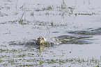 Egyptian goose