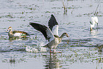 Egyptian goose