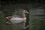 Egyptian goose