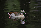 Egyptian goose
