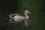 Egyptian goose