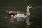 Egyptian goose