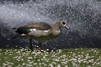 Egyptian goose